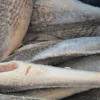Croaker Fish