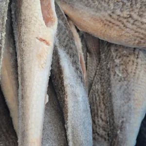 Croaker Fish